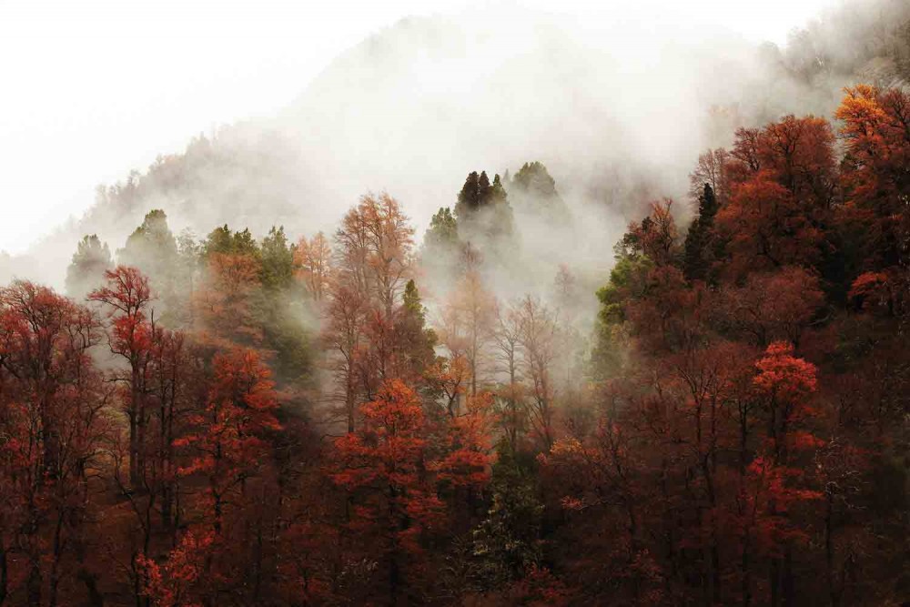 Inprotur bosque San Martin image