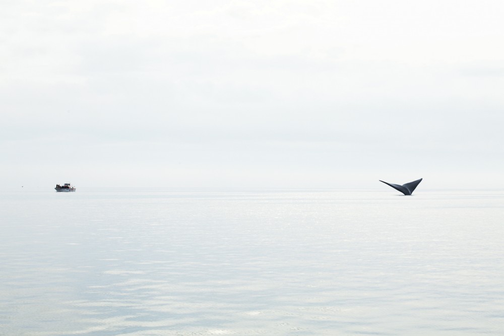 Inprotur Ballenas image