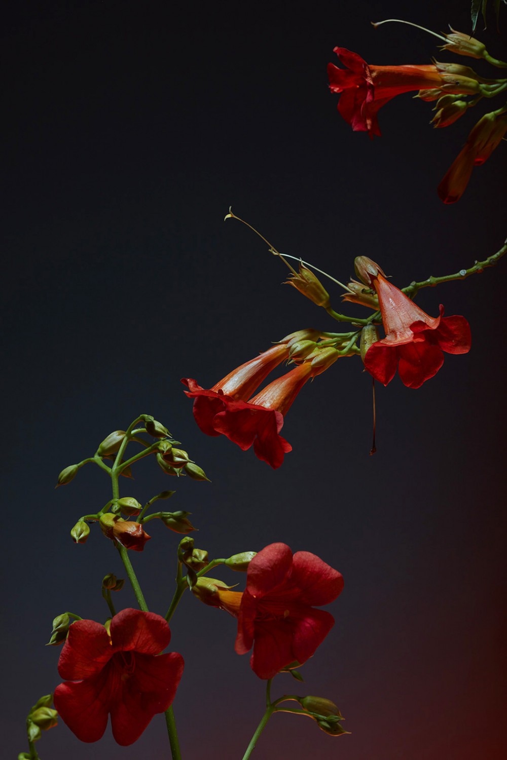 Personal Flor image