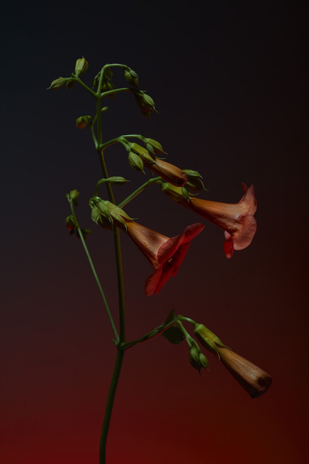 Personal Flor image