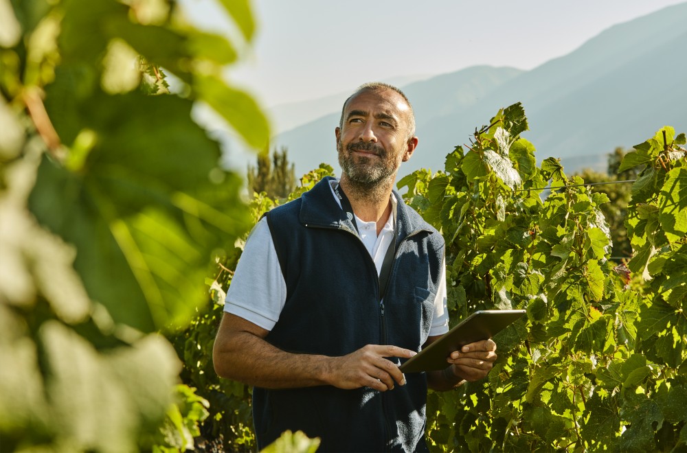 Banco Macro viñedo image