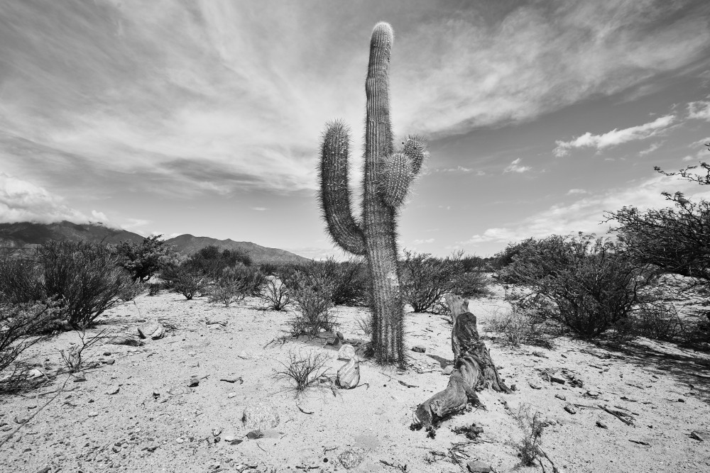 El Esteco plantas image