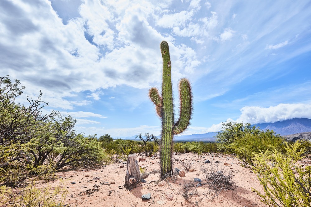 El Esteco plantas image