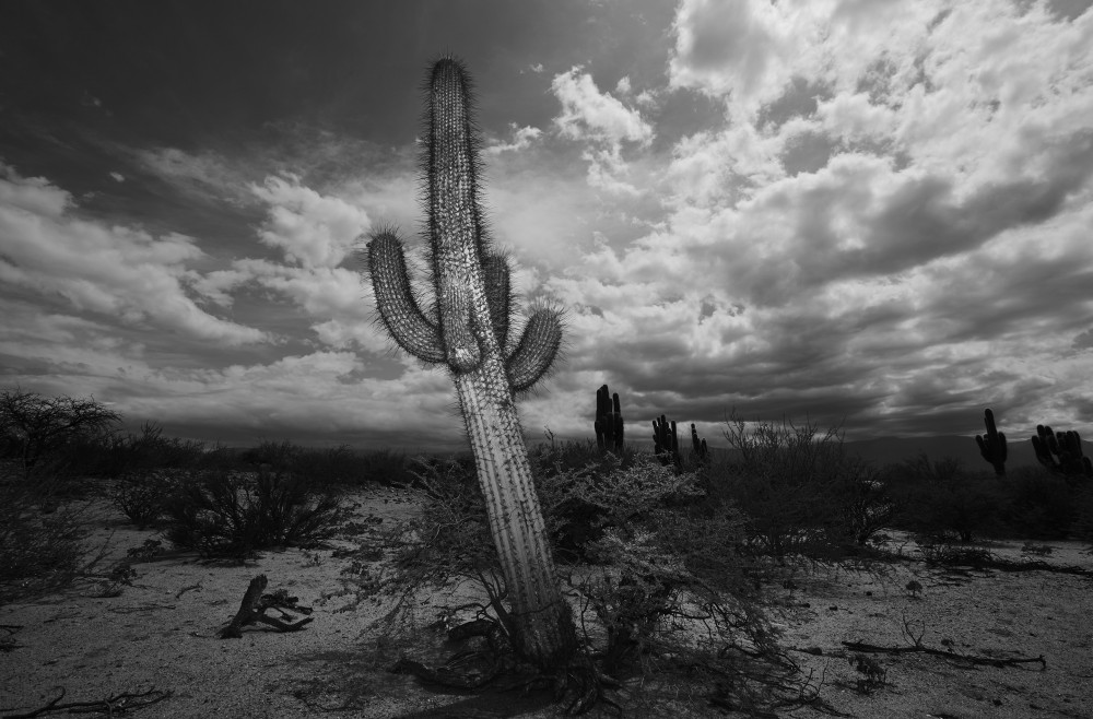 El Esteco plantas image