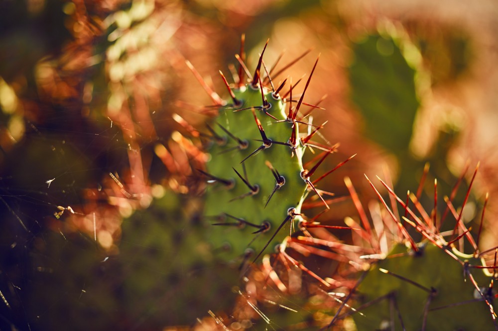 El Esteco plantas image