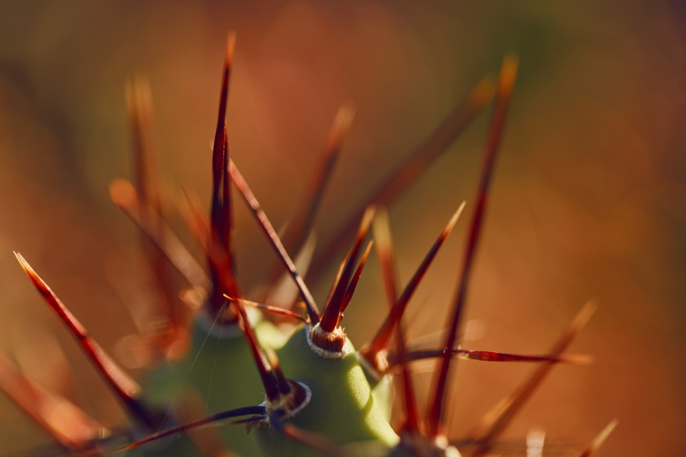 El Esteco plantas image