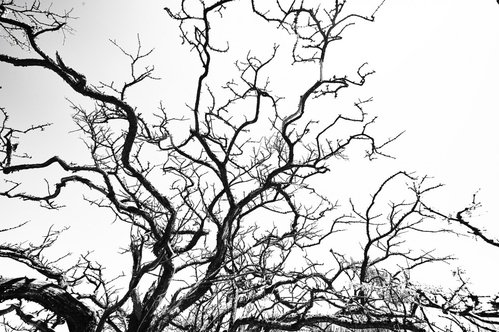 El Esteco plantas image