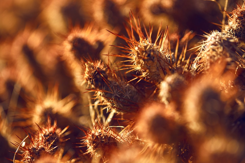 El Esteco plantas image