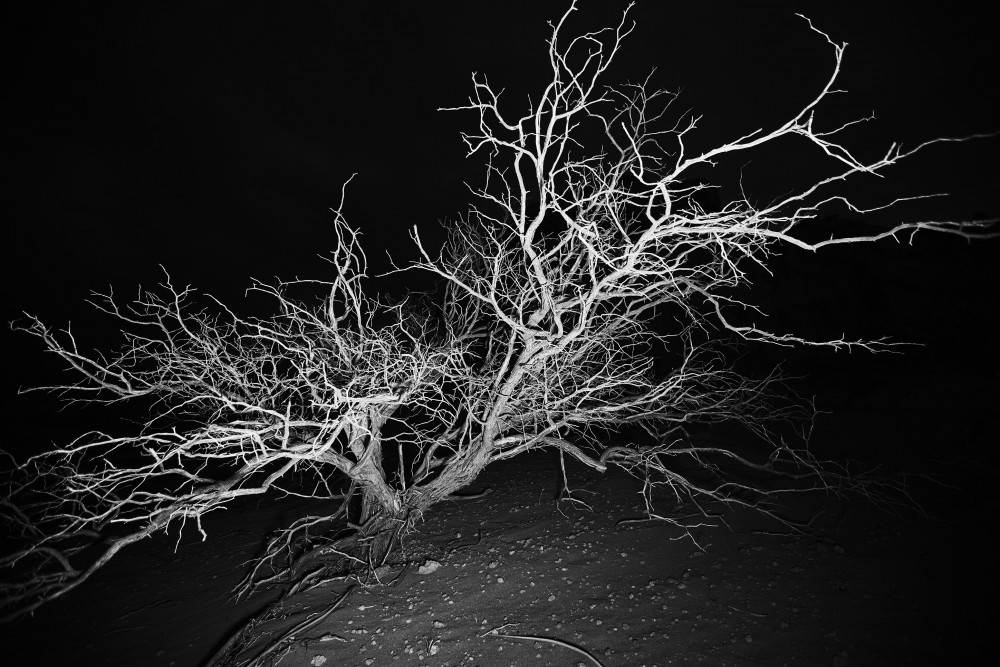El Esteco plantas noche image