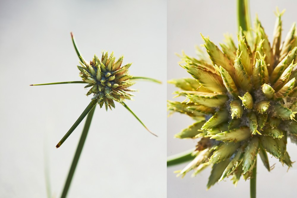 Terra Manglar dunas image