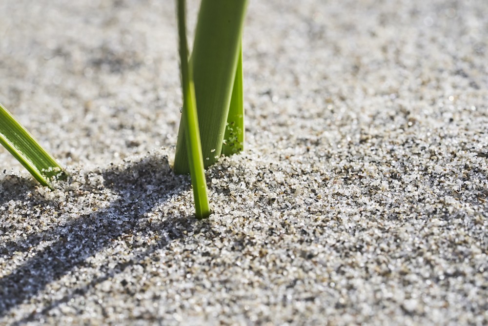 Terra Manglar dunas image