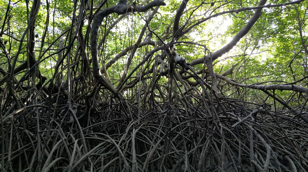 Terra Manglar niño image